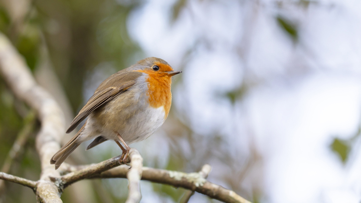 Le guide des oiseaux des mangeoires s'est refait une beauté !