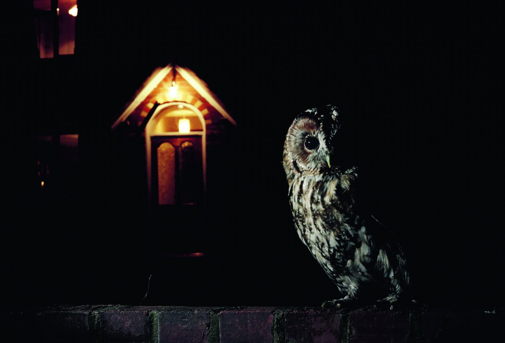Chouette hulotte © Michael Leach et Meriel Lland