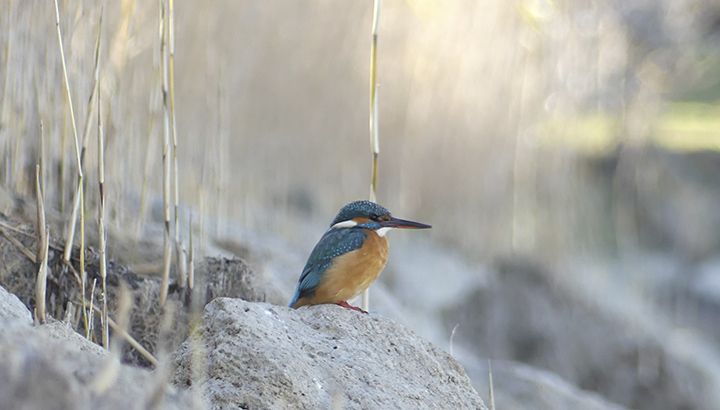 Le fleuve Charente au fil de l'eau : biodiversité et préservation