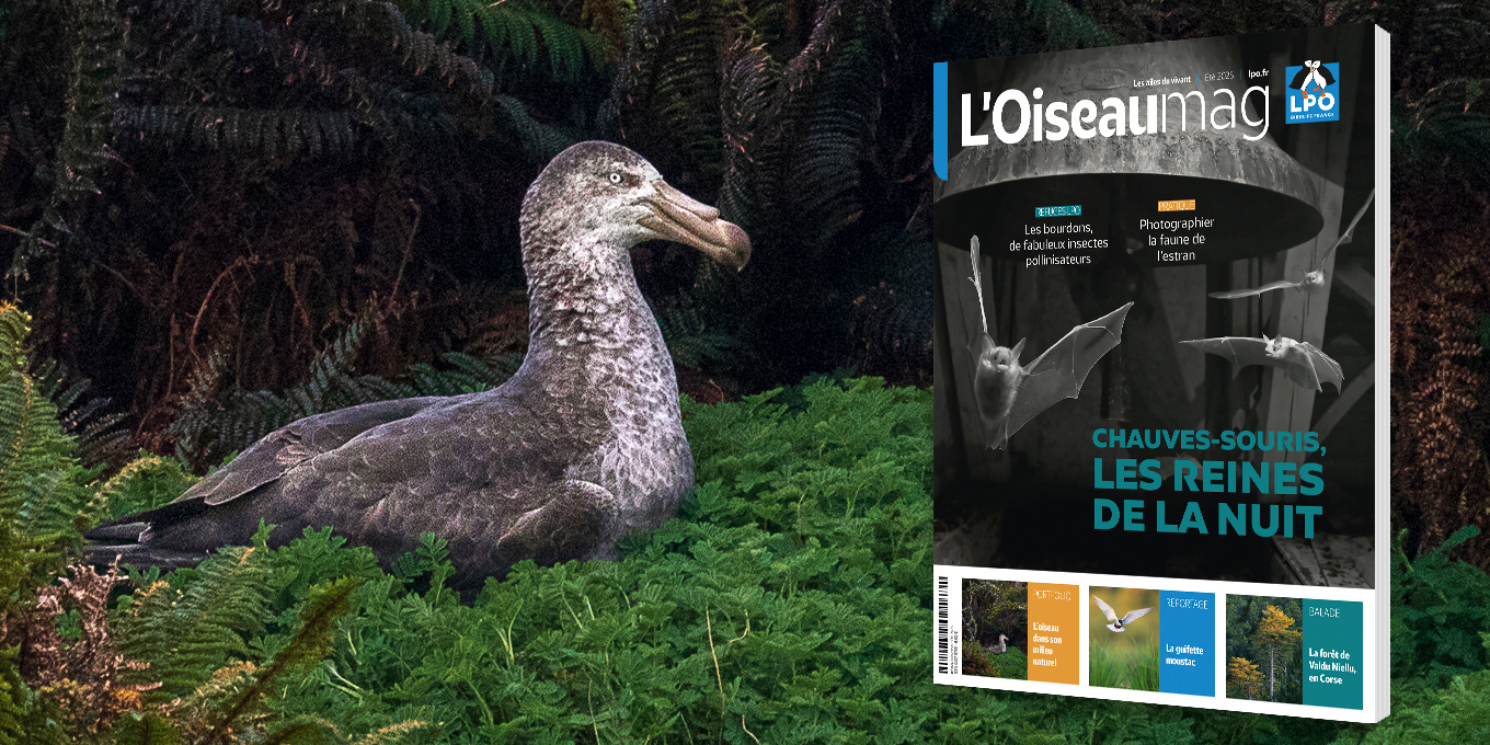 L'OISEAU MAG n°159 - Eté 2025 – Parution fin juillet