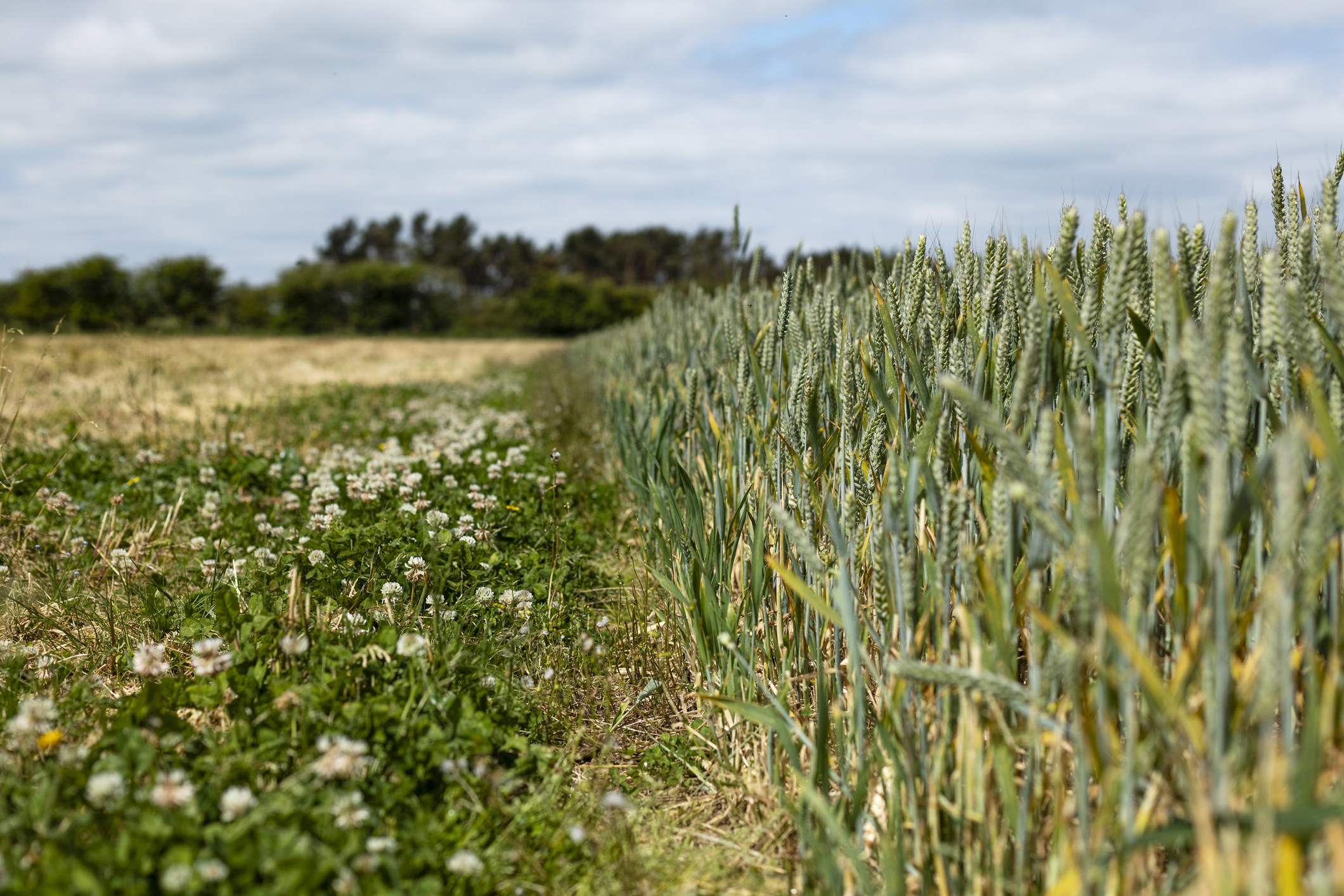 Les États membres échouent à rendre l'agriculture européenne plus durable