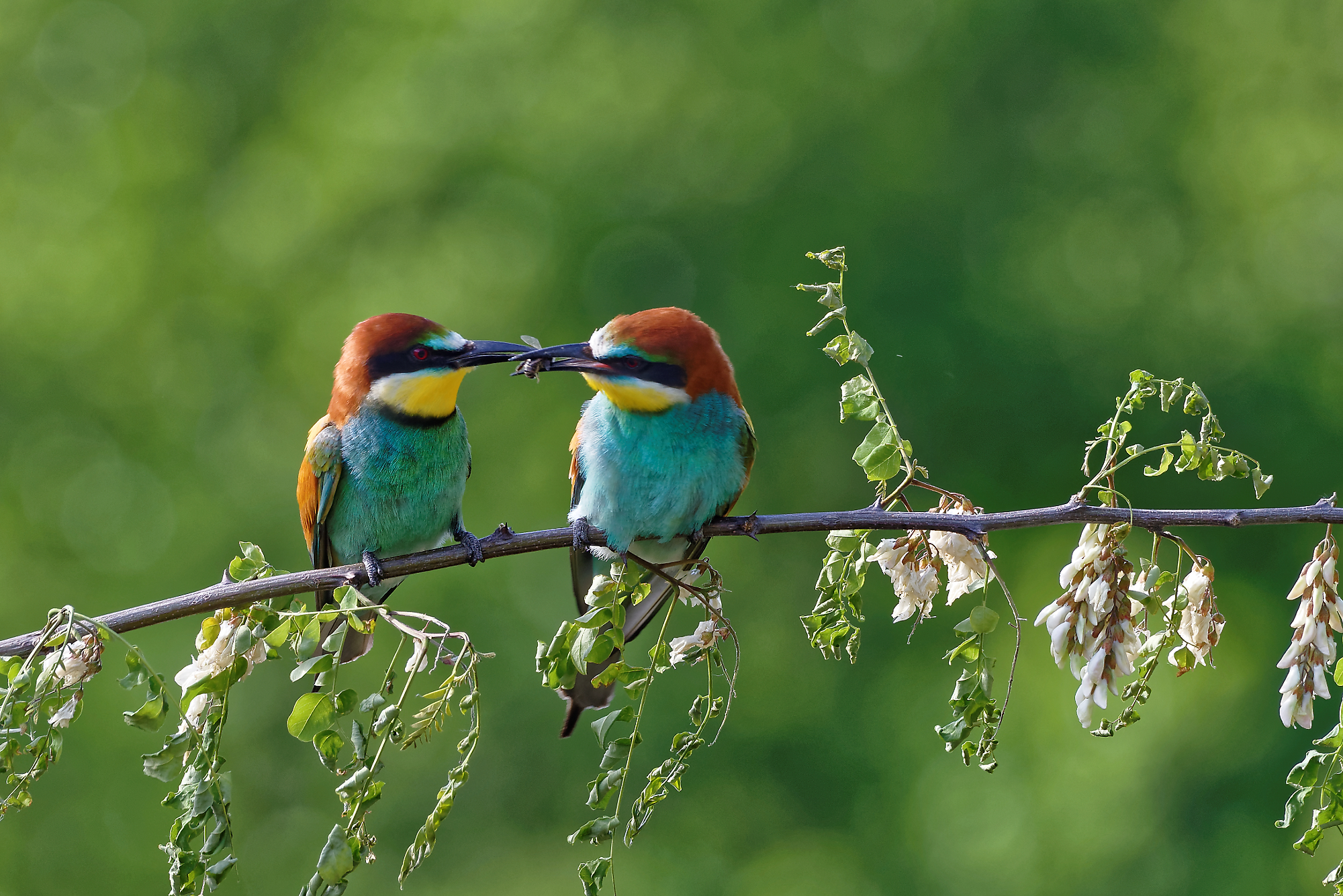 A la recherche du Guêpier d'Europe