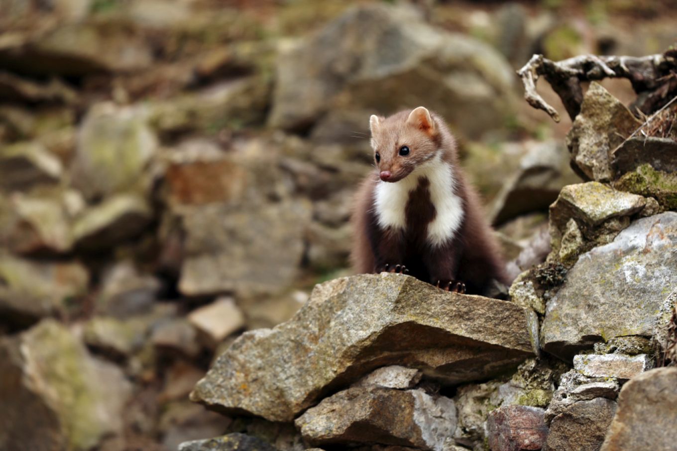 Lors d’une balade dans le village nous tenterons de redorer l’image de ces animaux mal-aimés.