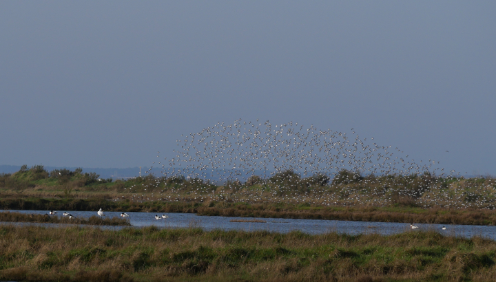 Visite 40 ans de la réserve naturelle de Moëze-Oleron