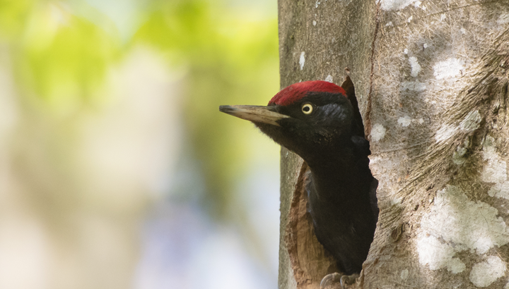Les oiseaux forestiers du Poitou-Charentes à la loupe pendant 3 ans