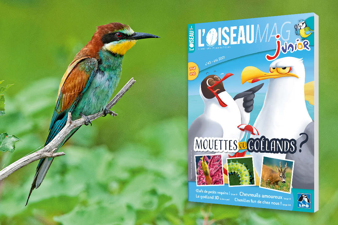 2010 - L’Oiseau Mag Junior
