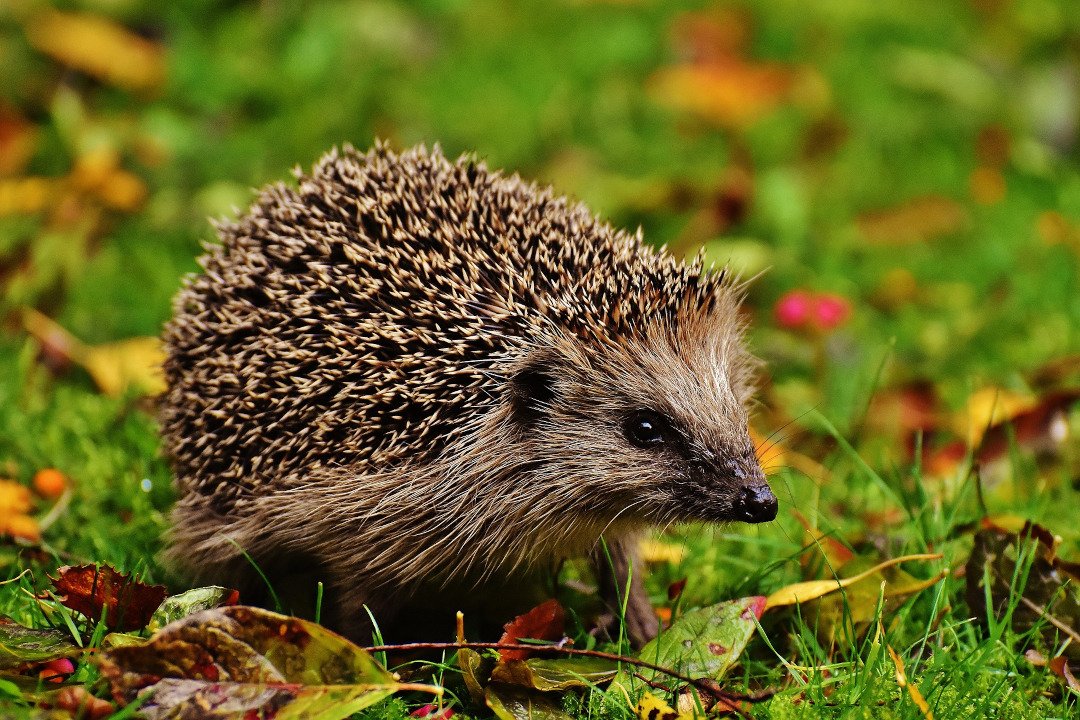 hérisson dans l'herbe / Alexas_Fotos (Pixabay)