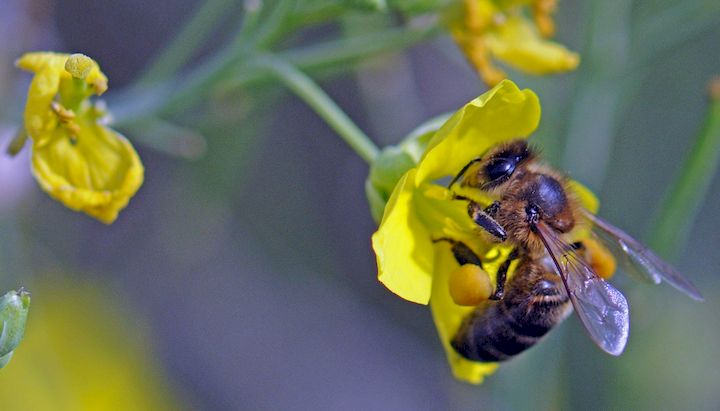 Fête des abeilles et de la biodiversité