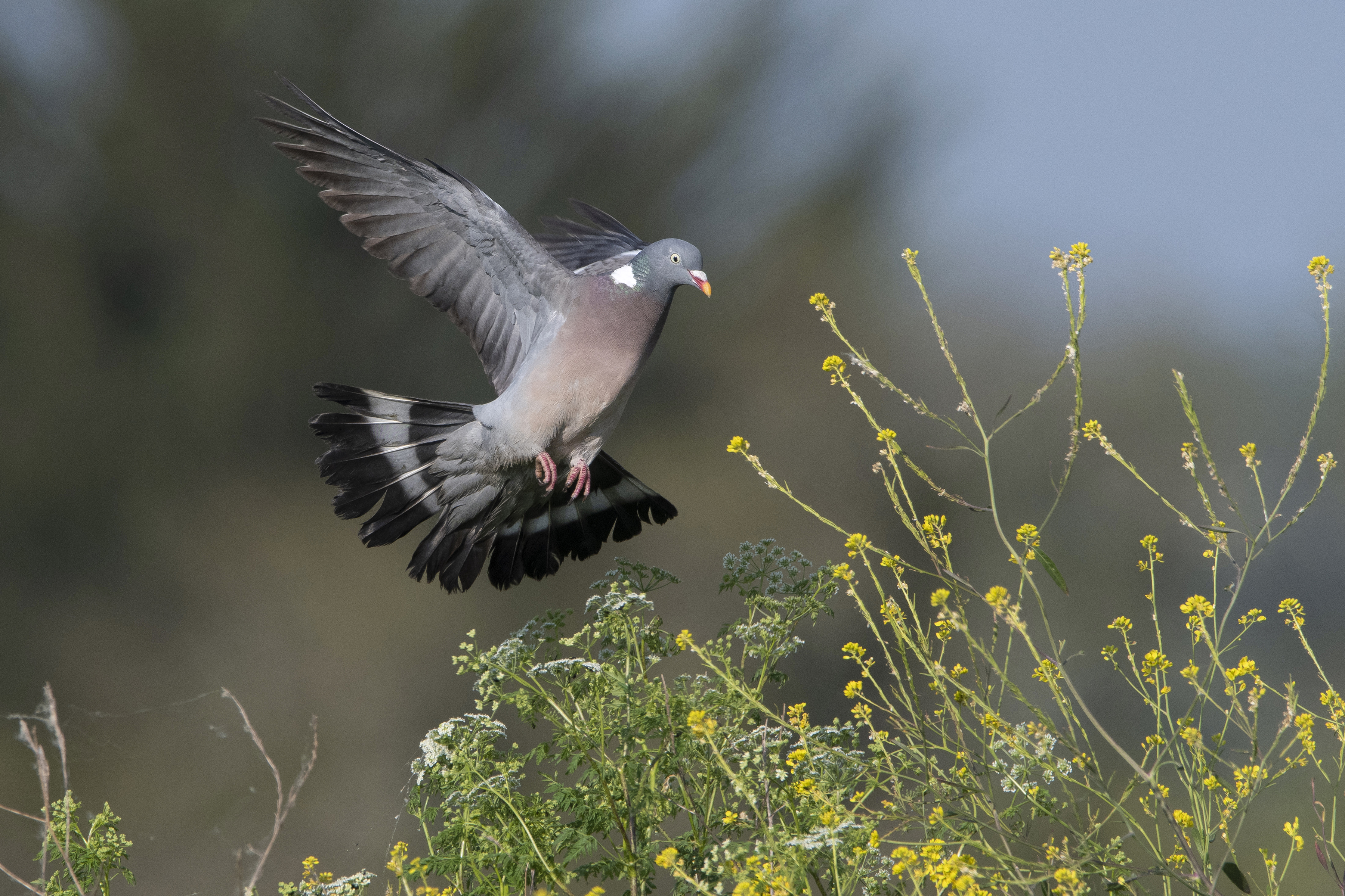L’Europe attaque la France pour pratiques de chasse non sélectives