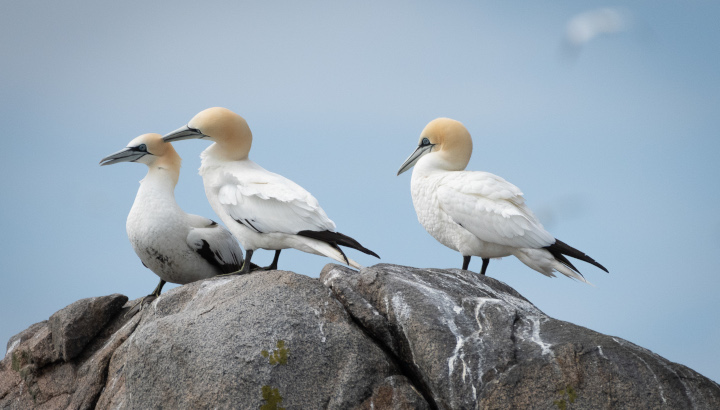 <strong>grippe</strong> <strong>aviaire</strong> : conséquences dramatiques pour les fous de Bassan