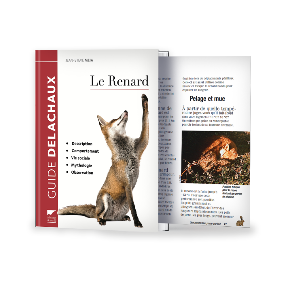 Le renard