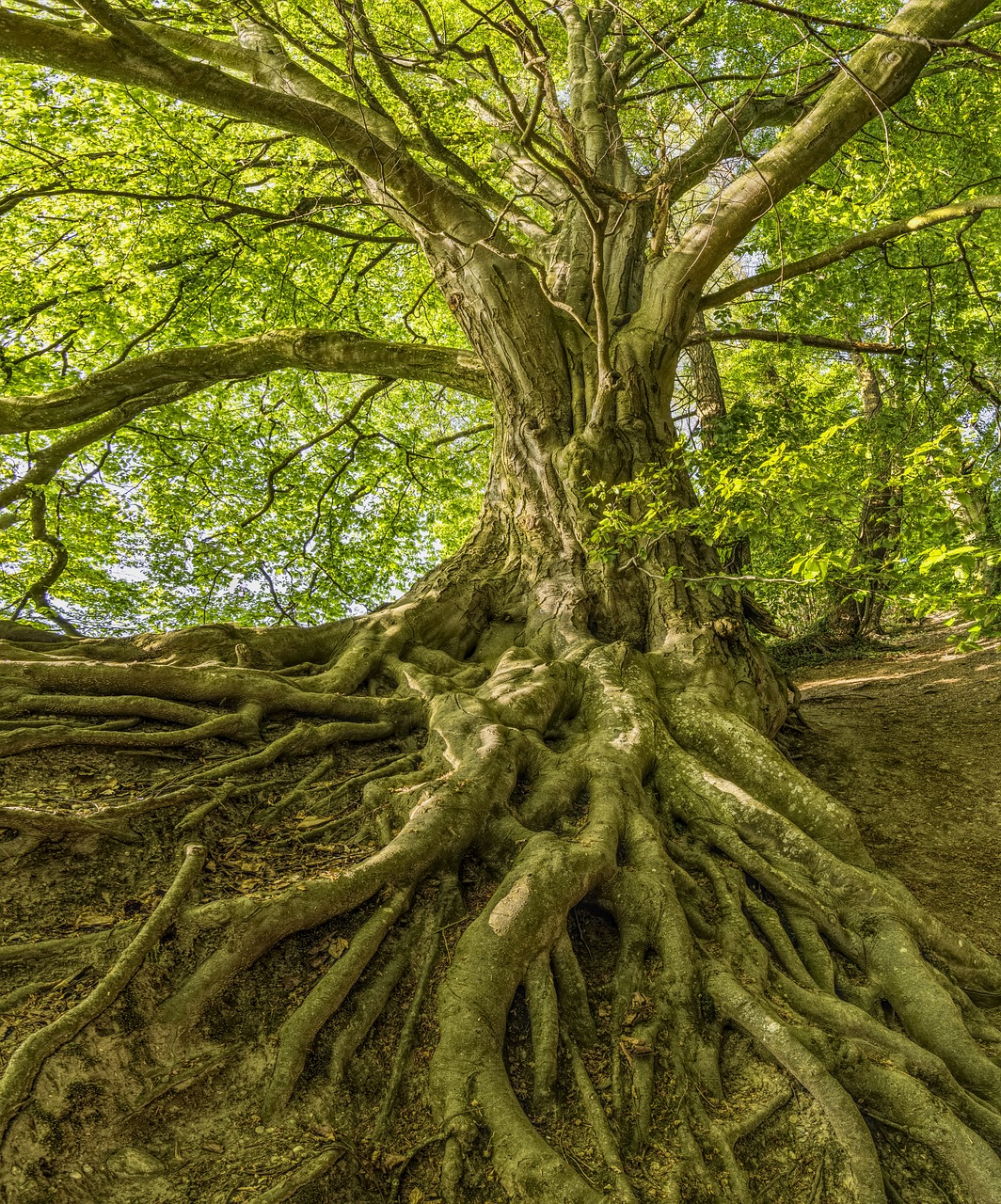 Voyage au centre de l'arbre