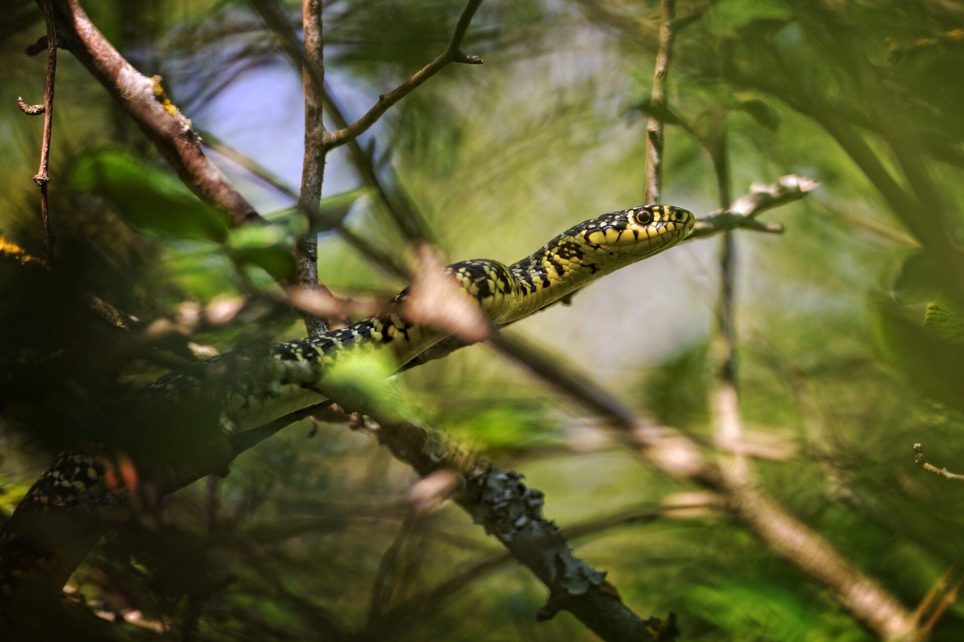 Couleuvre verte et jaune