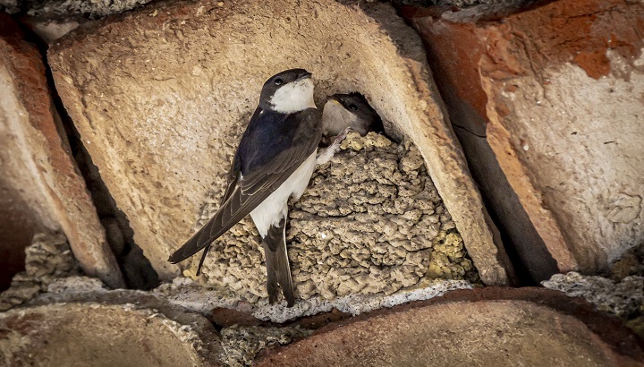 Les hirondelles font bien le printemps en région Occitanie et Pays catalan !