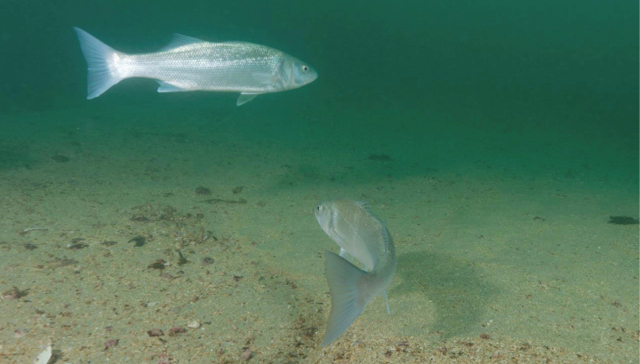 Mieux connaître les habitats marins grâce à la télémétrie acoustique