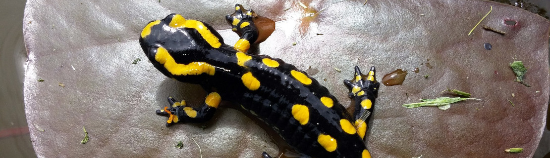 Salamandre tachetée / FredCCSTI (Pixabay)