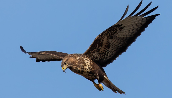 Protéger son élevage des rapaces