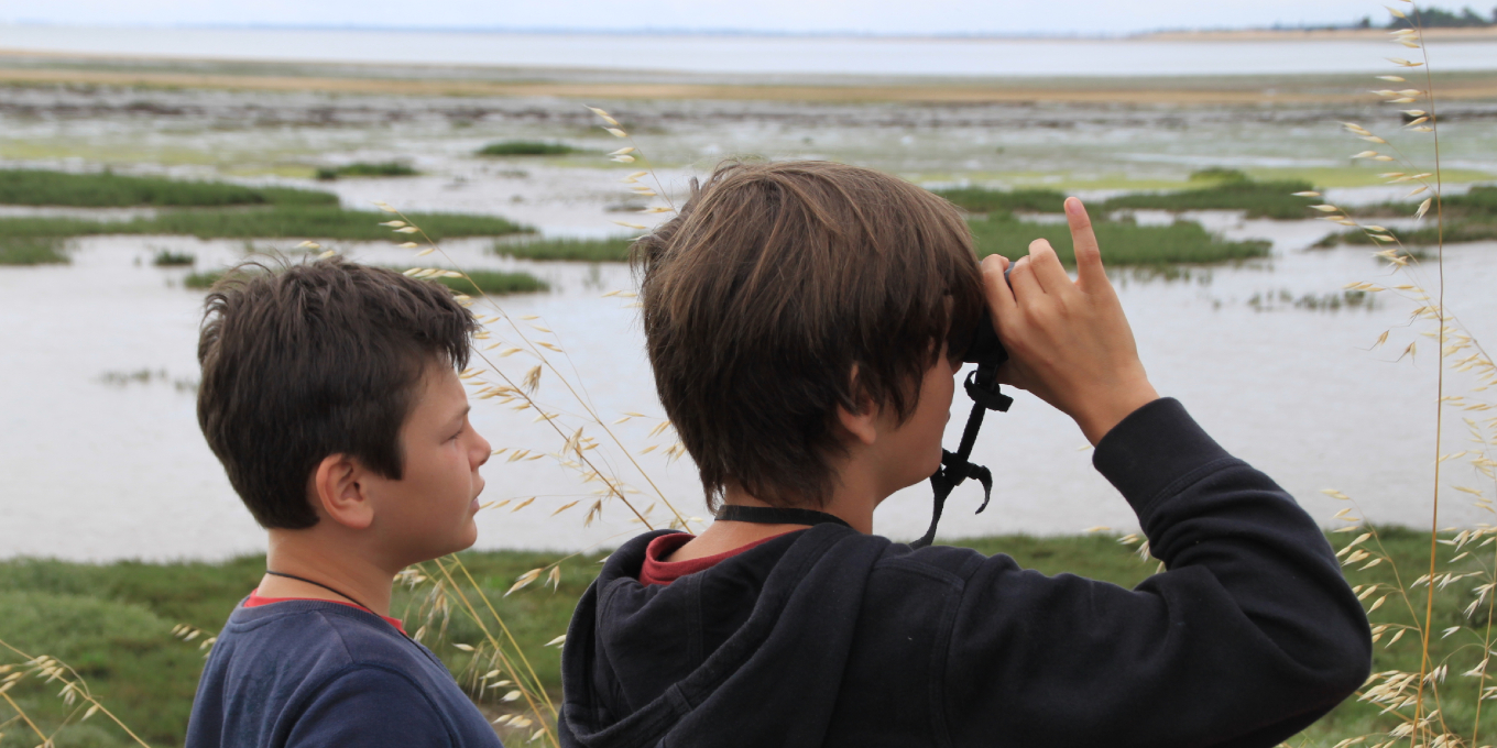 Observation des limicoles en reposoirs à la réserve naturelle de Moëze-Oléron