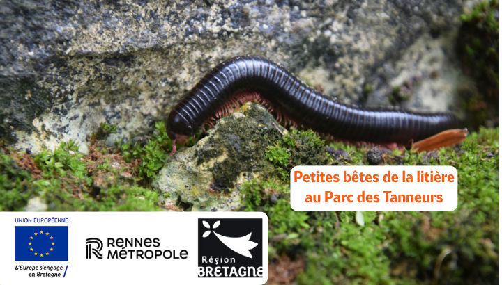 Petites bêtes de la litière au Parc des Tanneurs