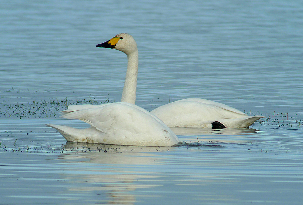 Deux cygnes de Bewick