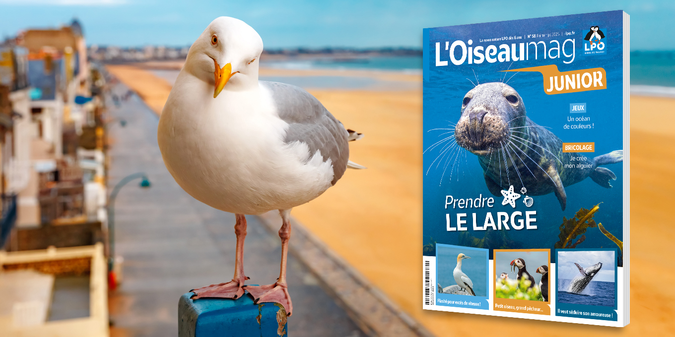 L'OISEAU MAG Junior n°58 - printemps 2025 : Parution mi-mars