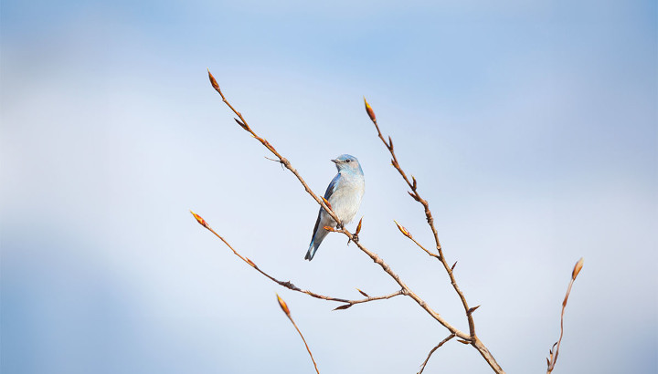 Une journée avec les oiseaux à l'Opéra national de Bordeaux