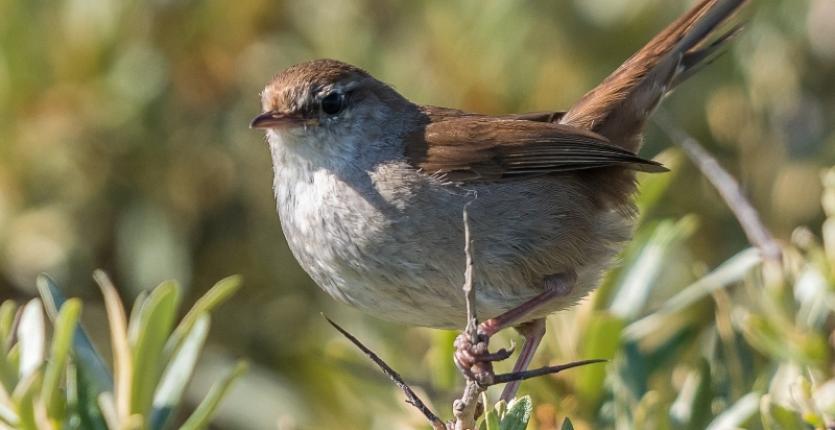 Bouscarle de Cetti