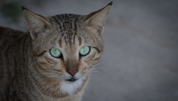 Position LPO sur la prédation du chat domestique