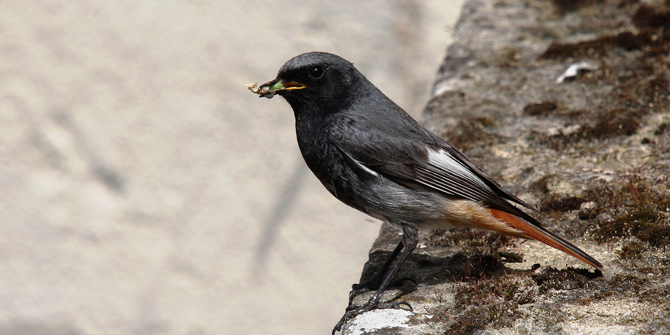 Les oiseaux de Sasnières