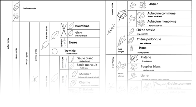 Les identifier - Arbres