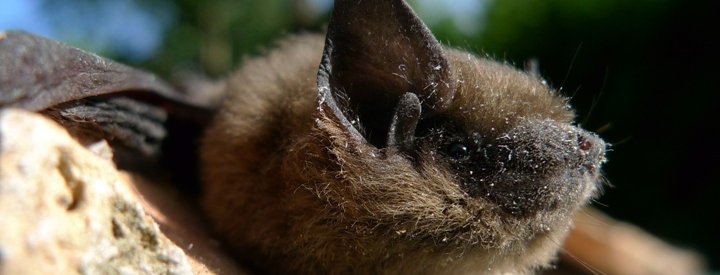 Pipistrelle commune