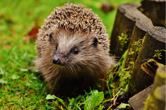 Biodiversité ordinaire