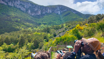 Venez découvrir les vautours à Bugarach