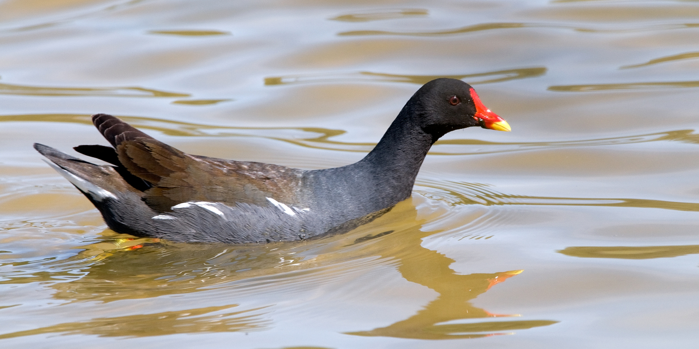 Gallinule poule-d’eau (Gallinula chloropus) © Jean-Jacques Carlier