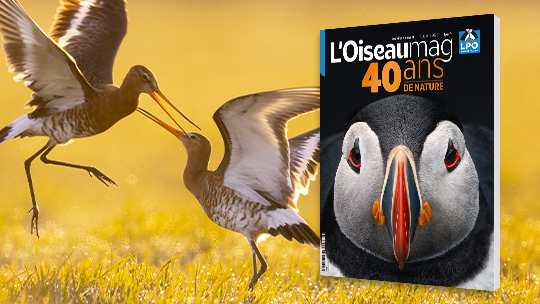 L’OISEAU MAG' fête ses 40 ans