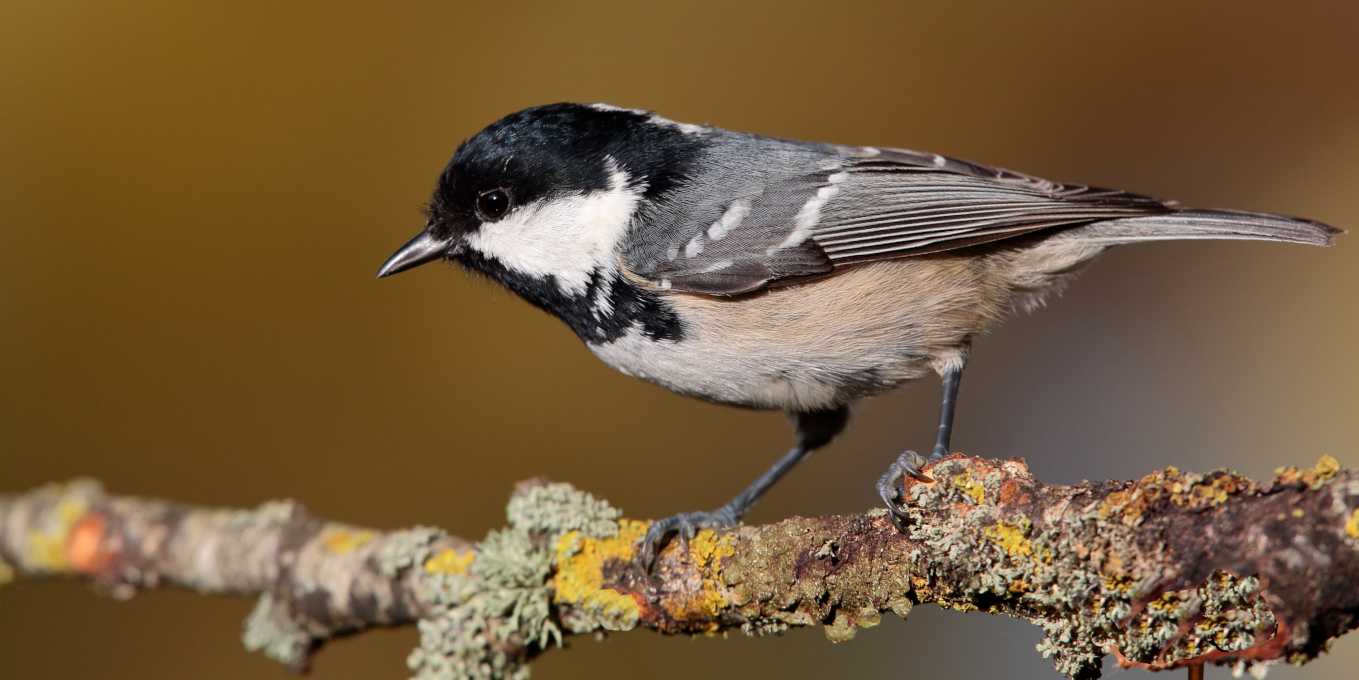 Mésange noire (Periparus ater) © Allain Boullah