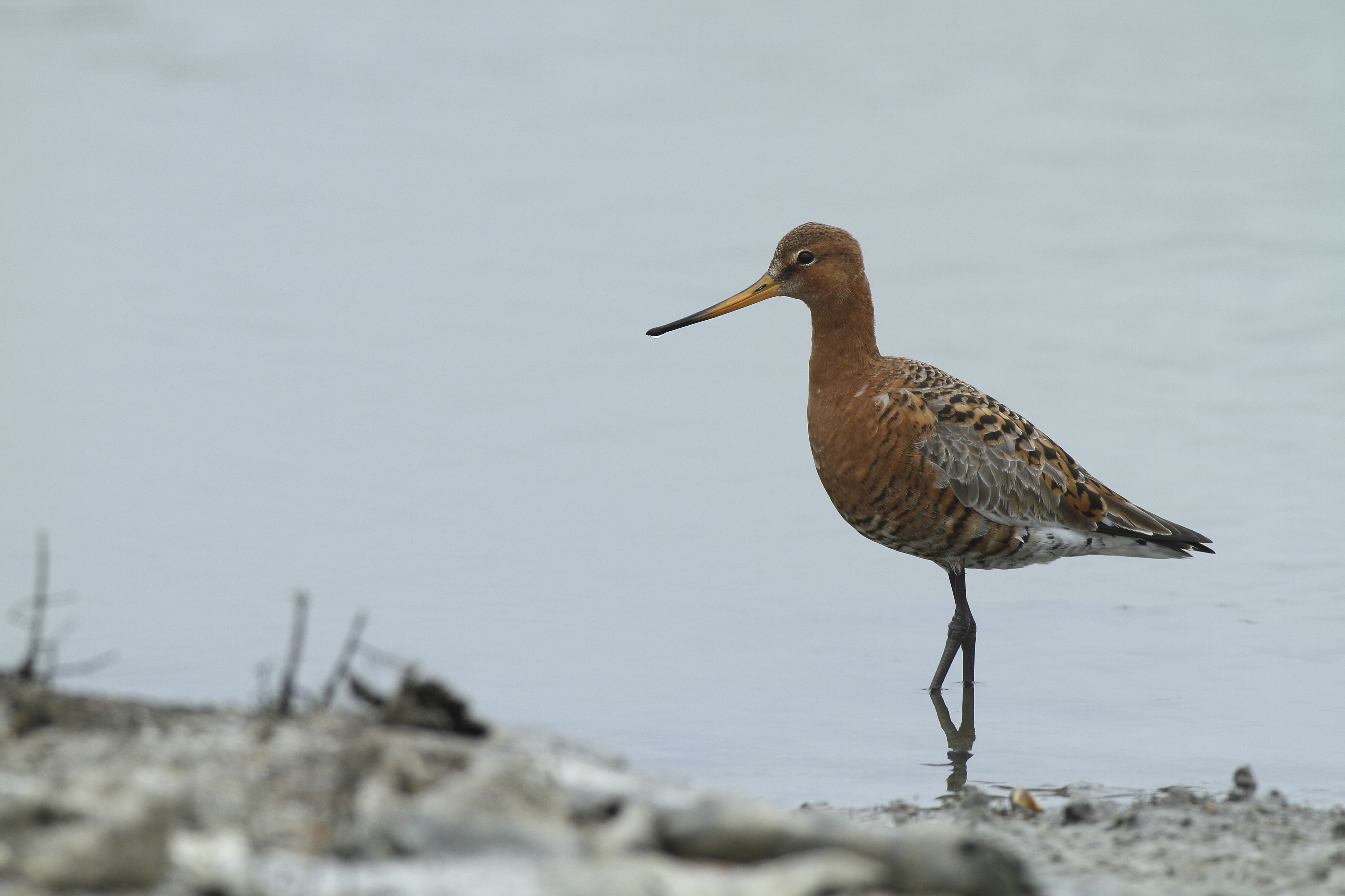 Conférence Biodiversité des zones humides