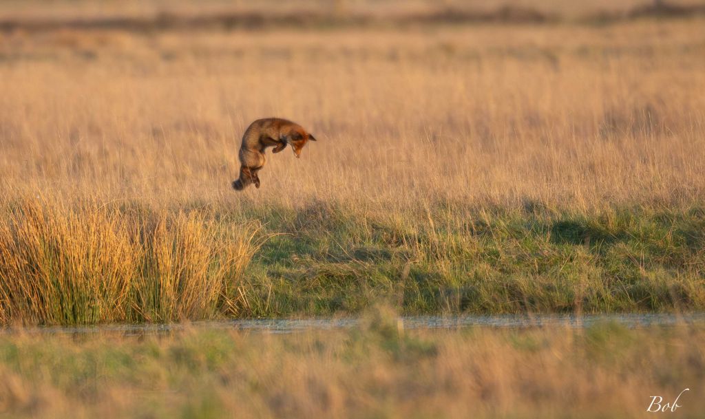 Une quarantaine de mammifères peuplent la réserve naturelle nationale de Saint-Denis du Payré.