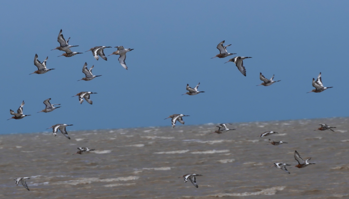 Les oiseaux de la réserve naturelle, côté Oléron, Fort Royer