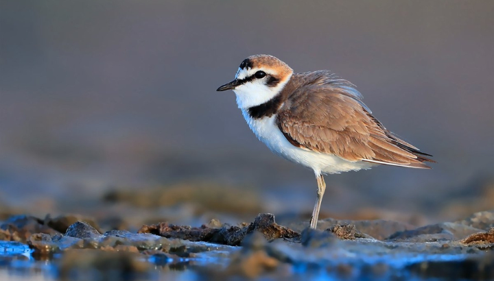 La Fondation Iris soutient le premier programme français de suivi GPS du Gravelot à collier interrompu sur les Salins d'Hyères