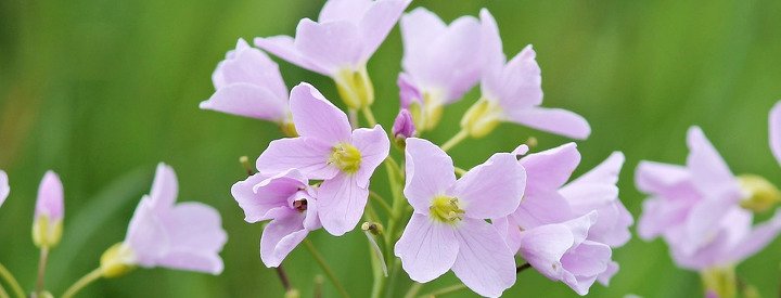 Cardamine des prés