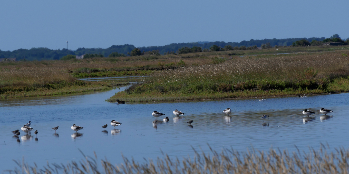 La Balade crépusculaire à la réserve naturelle de Moëze-Oléron