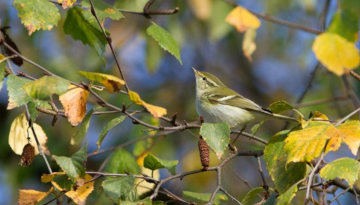 Défi nature : Pouillot à grands sourcils