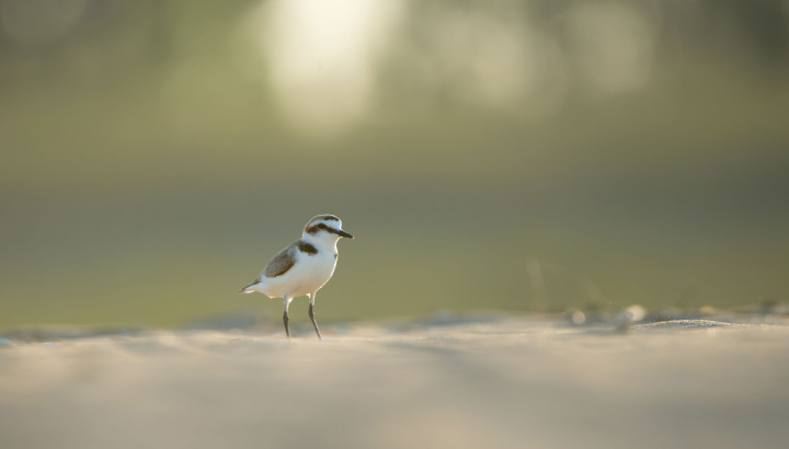 La mer, le sable... et le gravelot