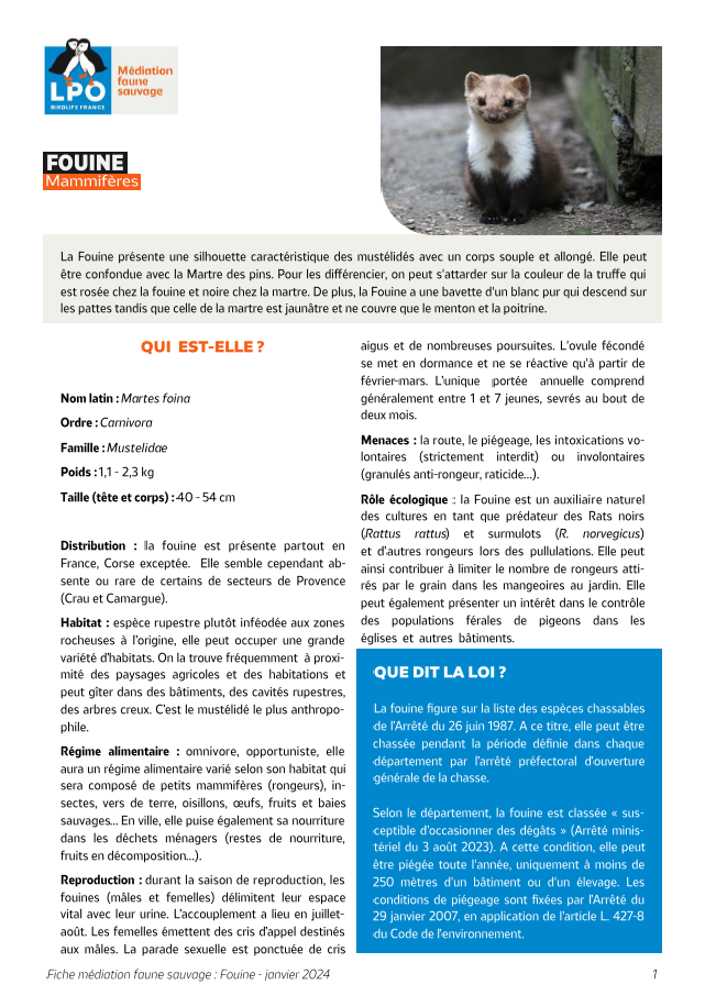 Fouine - LPO (Ligue pour la Protection des Oiseaux) - Agir pour la  biodiversité