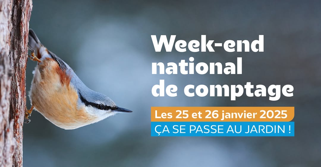 Comptez les oiseaux des jardins les 25 et 26 janvier 2025