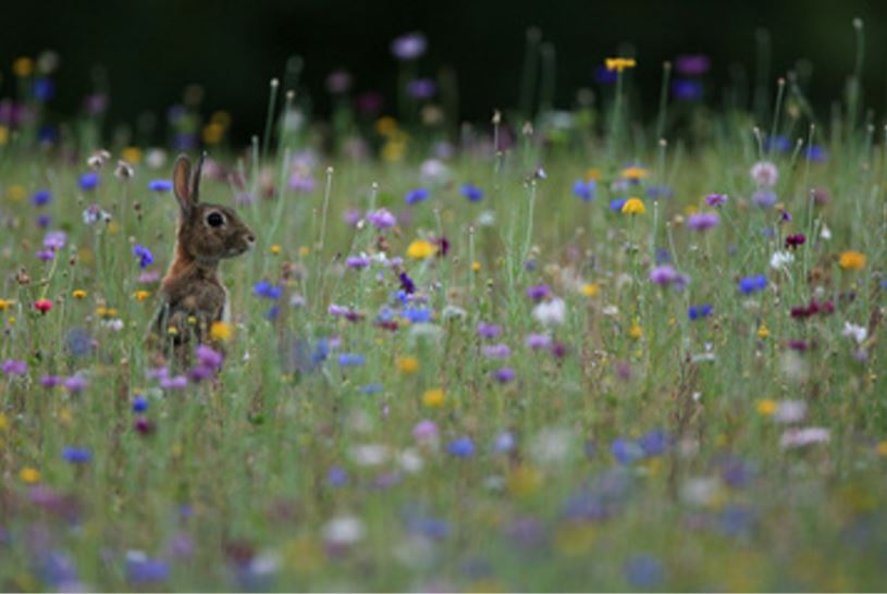 lapin debout dans un champ de fleurs