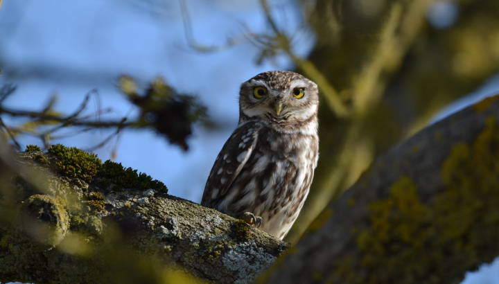 Balade à la découverte des rapaces nocturnes