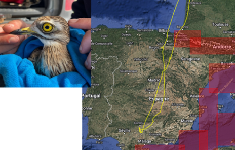 Migration des Œdicnèmes criards