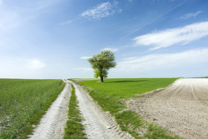 arbre isolé